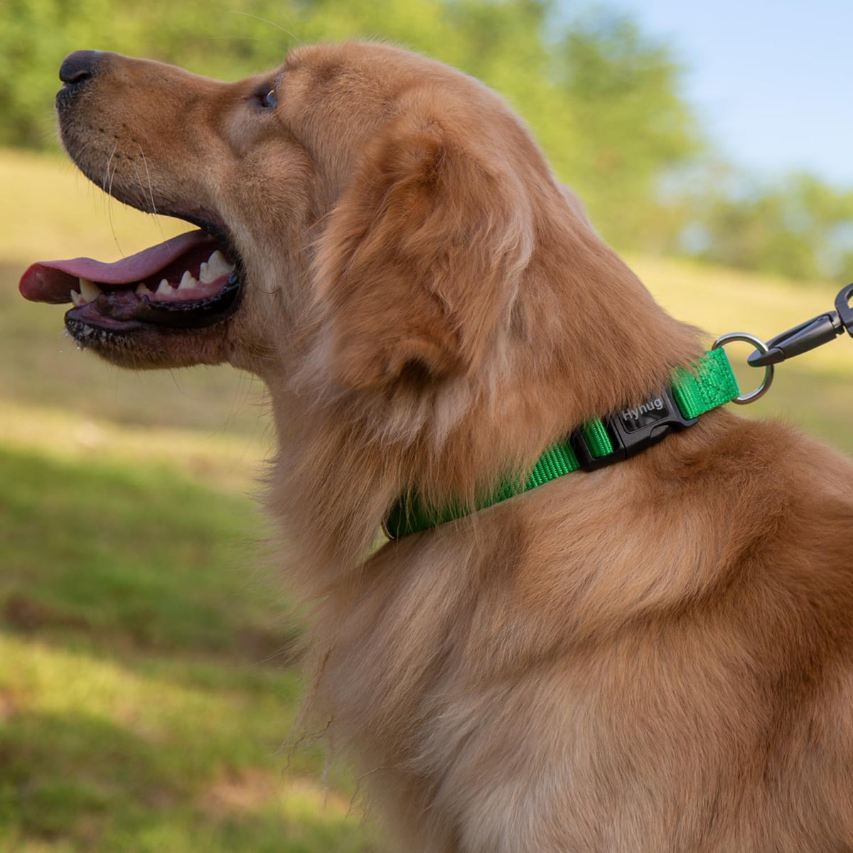 Hyhug Pets Classic Regular Heavy Duty Nylon Dog Collar (Small, Lime Green)