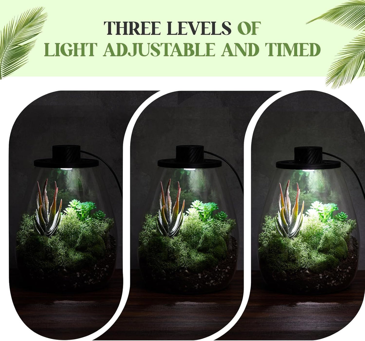 Maxdot Glass Plant Terrarium Kit with Light for Succulent, Moss, Miniature Gardening Landscape