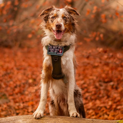 rabbitgoo Dog Harness Medium Sized No Pull, Tactical Service Pet Vest with Molle and Control