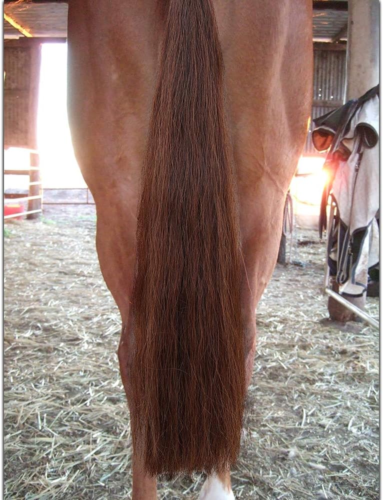 Horse Tail Extensions with Braided Horsehair Loop, Blunt Cut Bottom, 34-36 inches Long and 1 lb