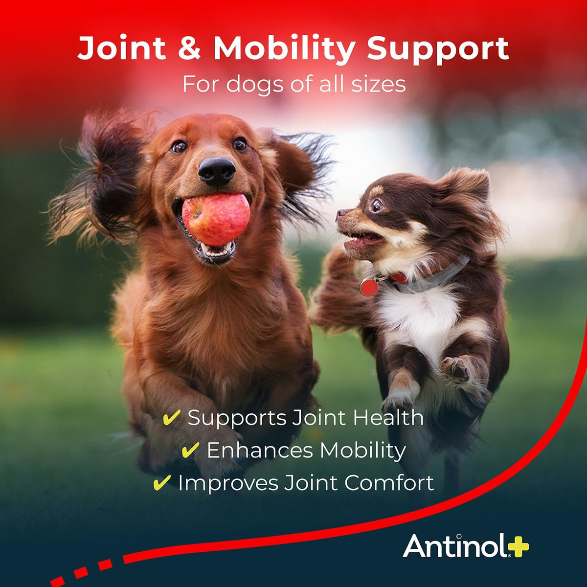Plus, Mobility, Hip, and Joint Supplement for Dogs, Green-Lipped Mussels and Krill Oil - Dog Joint