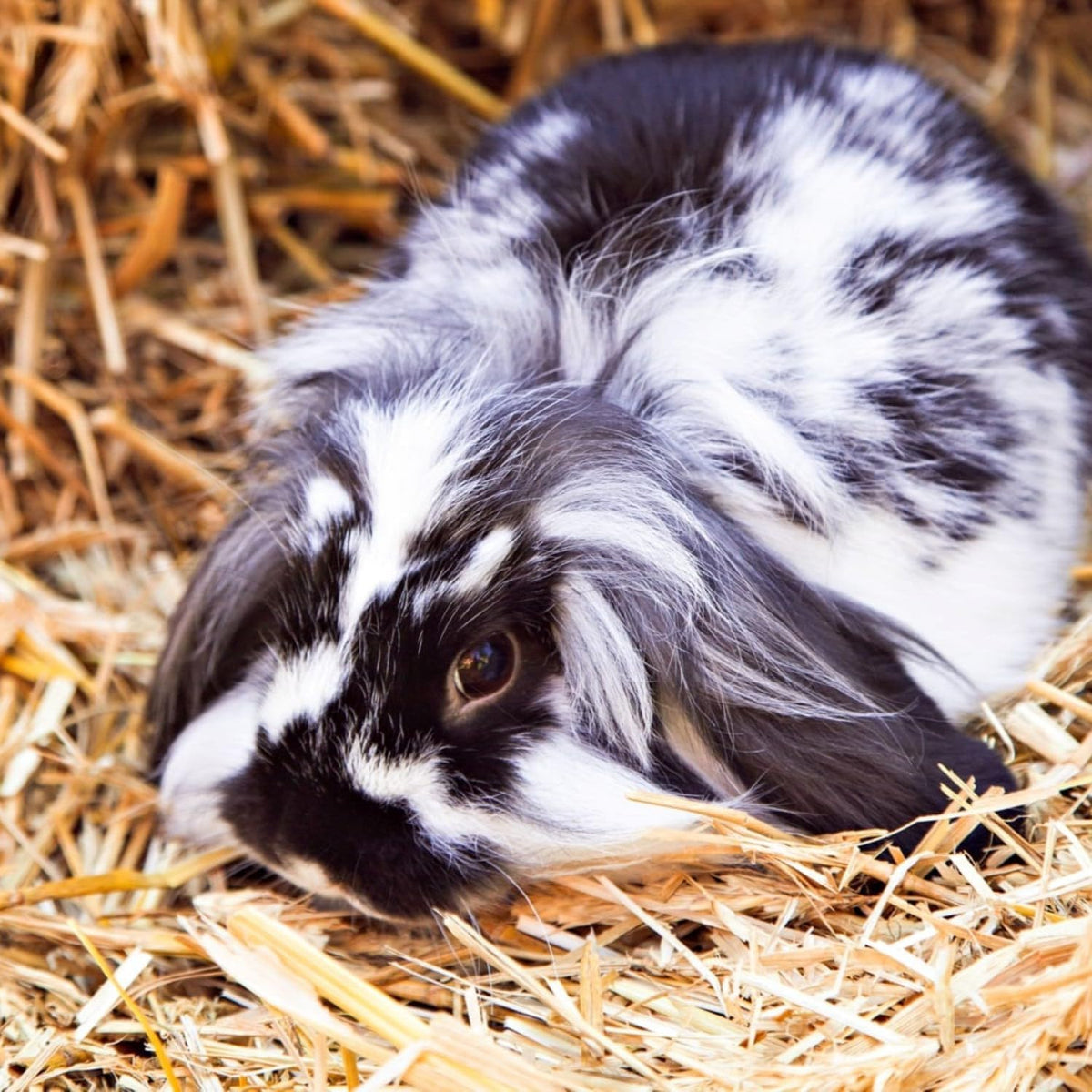 Blue Mountain Hay | Organic Bedding Straw (25 lb) | Natural Pet Bedding & Insulation for Rabbits