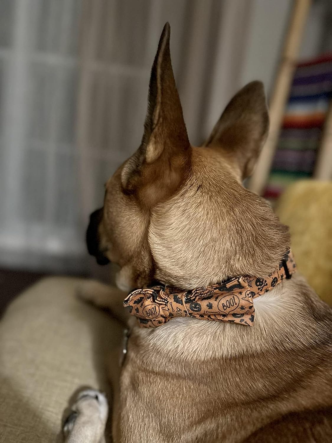Lionet Paws Halloween Dog Collar with Bowtie - Cute Cotton Adjustable Fall Bowtie Dog Collar with