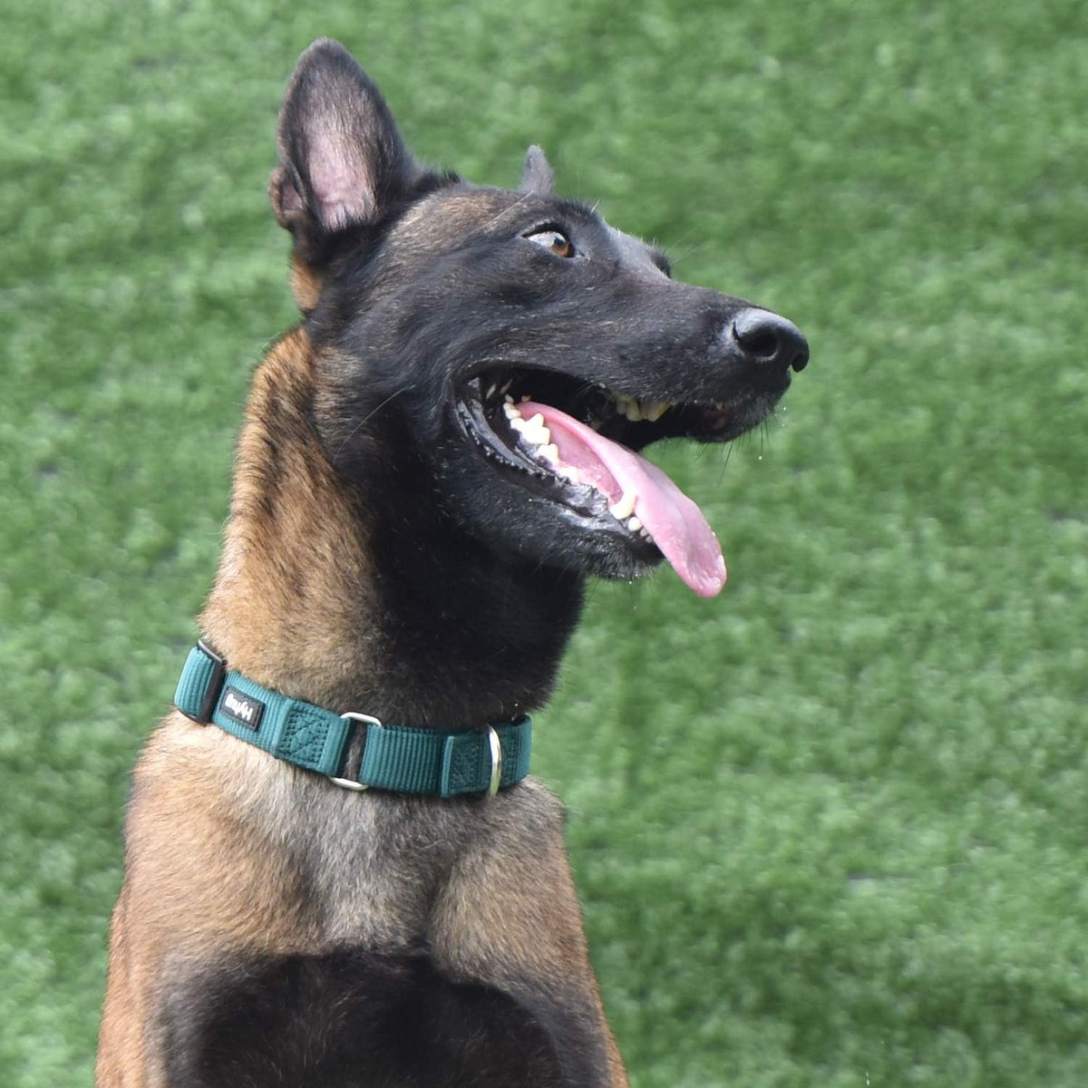 Hyhug Anti - Slip Out Strong Martingale Collar for Large Boy and Girl Dogs Comfy and Safe - Daily