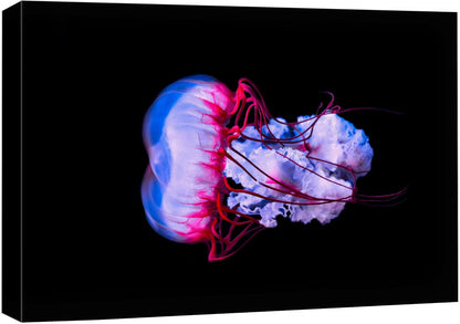 wall26 Canvas Print Wall Art Vibrant Purple Pink Jellyish Dark Ocean Nature Animals Photography