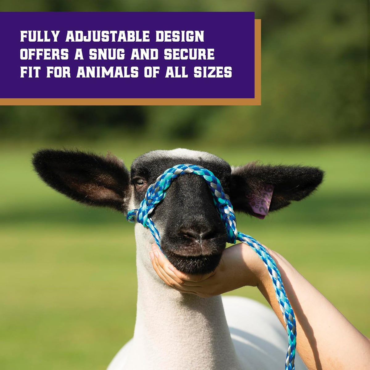 Weaver Livestock Poly Rope Sheep Halter, Modern Style Braid Sheep and Goat Rope Halter, Adjustable
