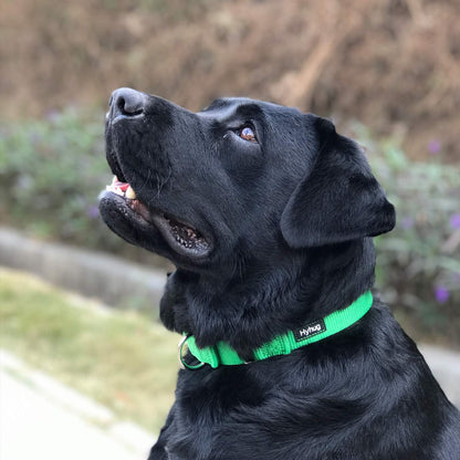 Hyhug Martingale Dog Collar Without Buckle: Escape-Proof, No Slip Heavy Duty Nylon, Colorfast