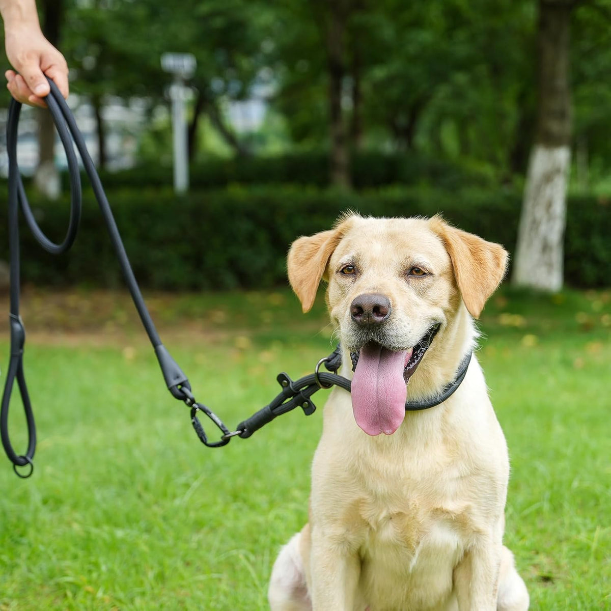 Rope Dog Leash, 6 Foot Heavy Duty Dog Leash with Aviation Aluminum Auto Locking Carabiner, Strong