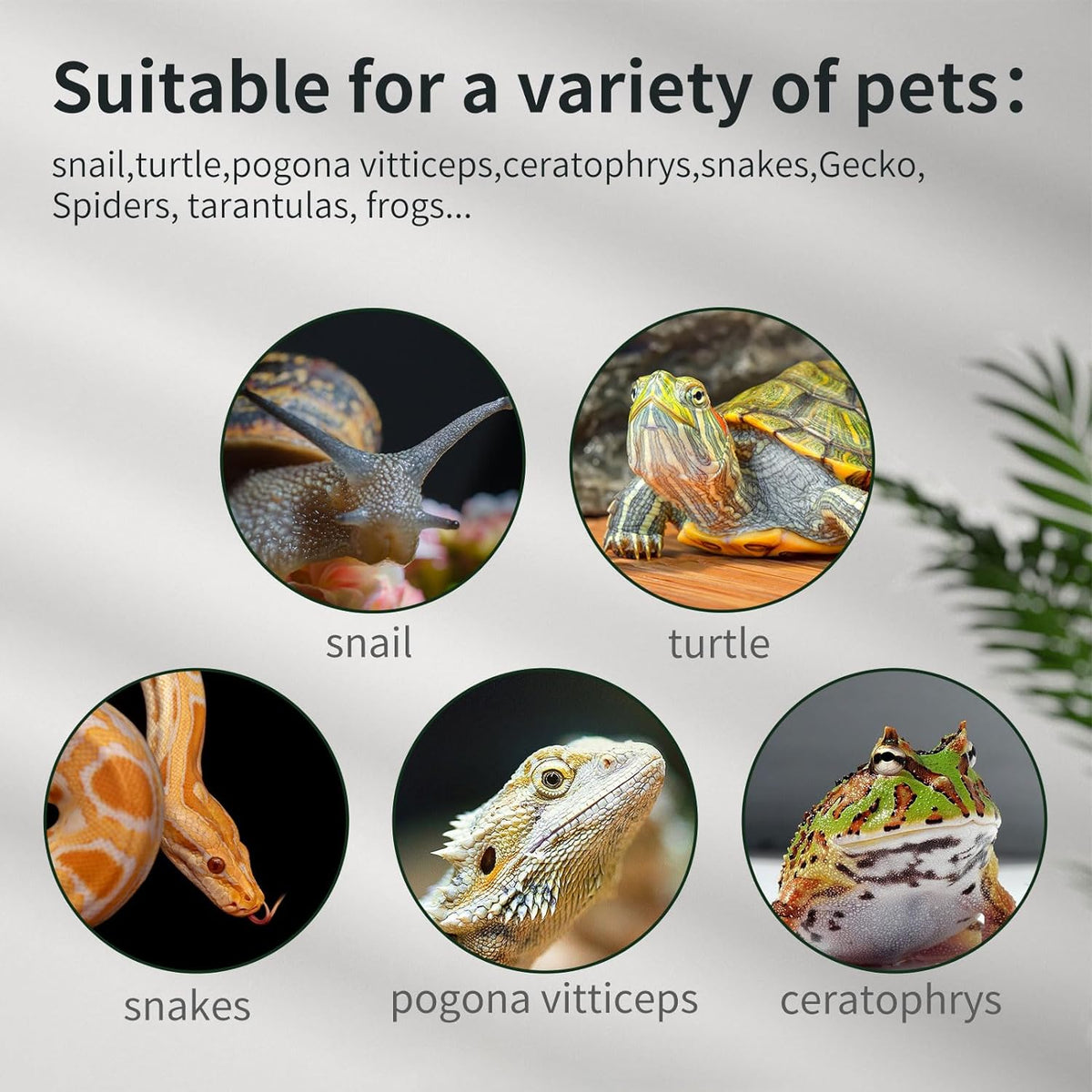 Reptile Glass Terrarium Tank 12 * 12 * 8" Full View with Top Ventilation, Amphibians Box Habitat