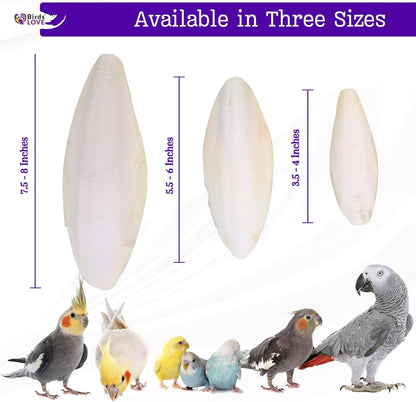 Birds LOVE Natural Cuttlebone | 100% Pure Sun-Dried Calcium Supplement for Birds, Tortoises, Snails
