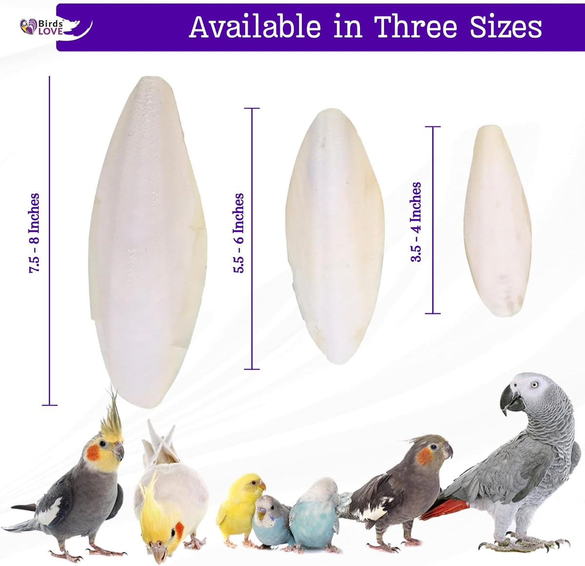 Birds LOVE Natural Cuttlebone | 100% Pure Sun-Dried Calcium Supplement for Birds, Tortoises, Snails