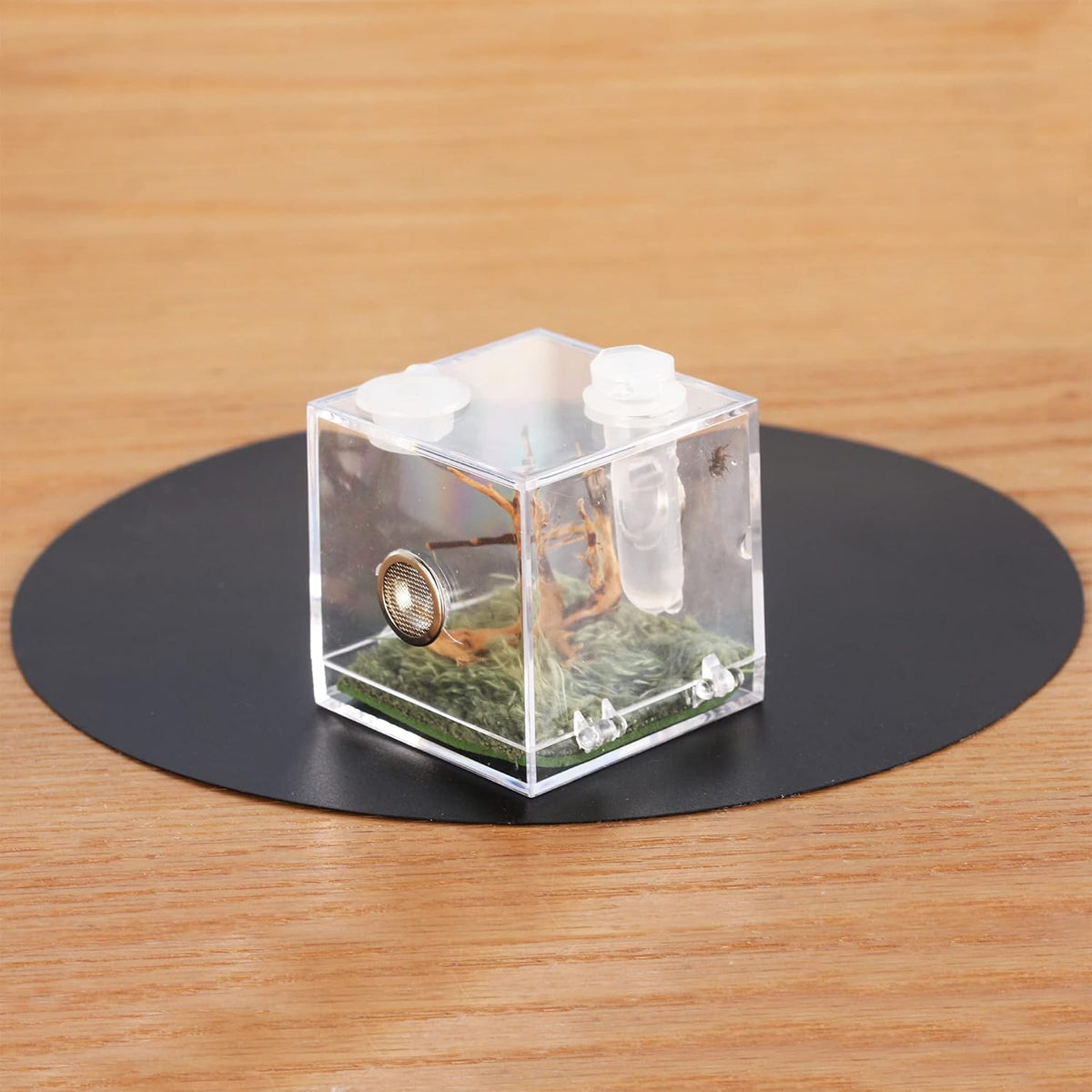 crapelles Jumping Spider Micro Middle Habitat, Small Pet Insect Breeding Box, 360 Degree