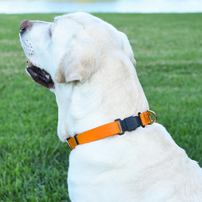 Dogline Biothane Waterproof Dog Collar with Herm Sprenger Black Stainless Steel Quick Release