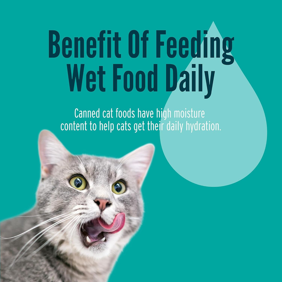 A Strong Heart Canned Wet Cat Food, Whitefish & Tuna Dinner Paté - 5.5 oz Cans (Pack of 24), Made