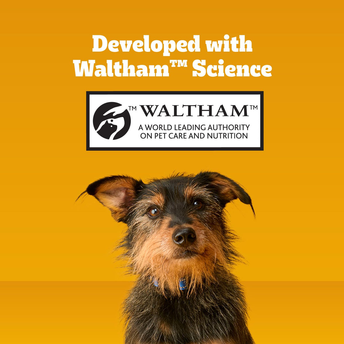 Pedigree Dentastix Large Breed Dental Dog Treats. Chosen for real quality, fits naturally into