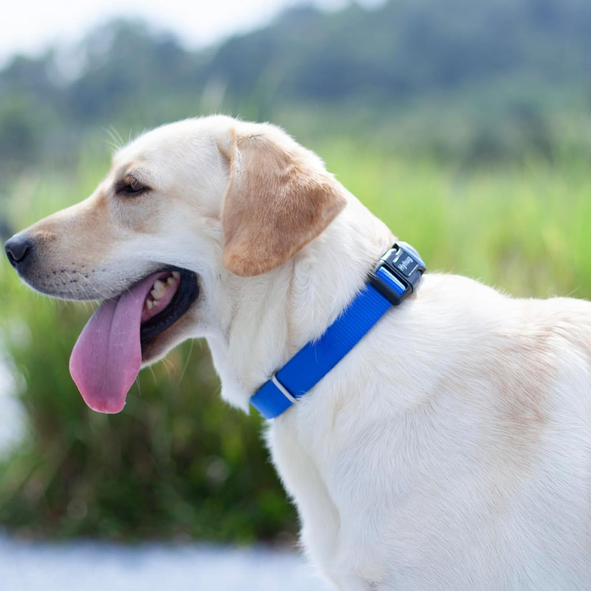 Hyhug Dog Collar for Large Dogs, Heavy Duty Blue| Quick Release Nylon Buckle Collar, Adjustable &