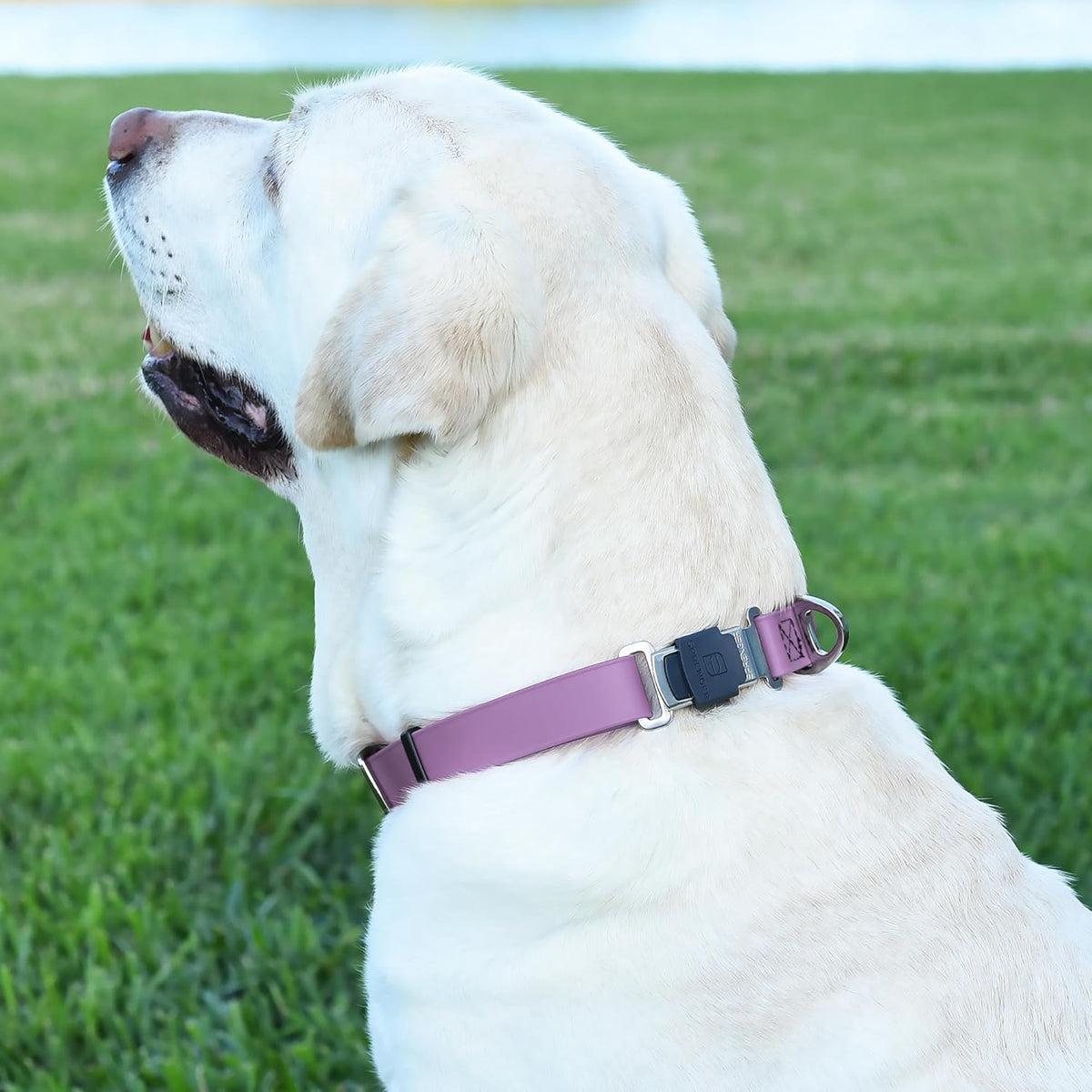 Dogline Biothane Waterproof Dog Collar with Herm Sprenger Stainless Steel Quick Release Buckle