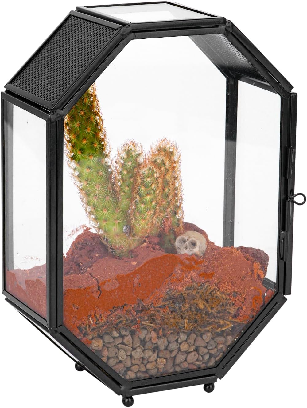 NCYP Mini Glass Terrarium with Vent and Door for Succulents Plants, Jumping Spiders, Insect