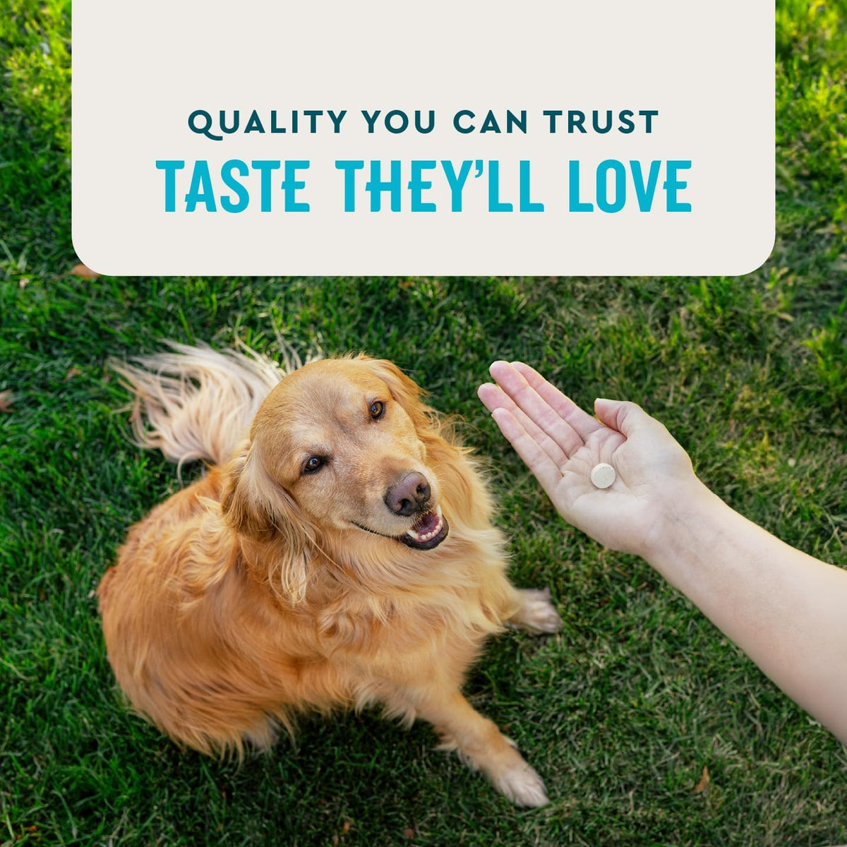VetIQ Hip & Joint Health Supplement for Dogs, with Glucosamine, Chondroitin & MSM, Chewable Tablets