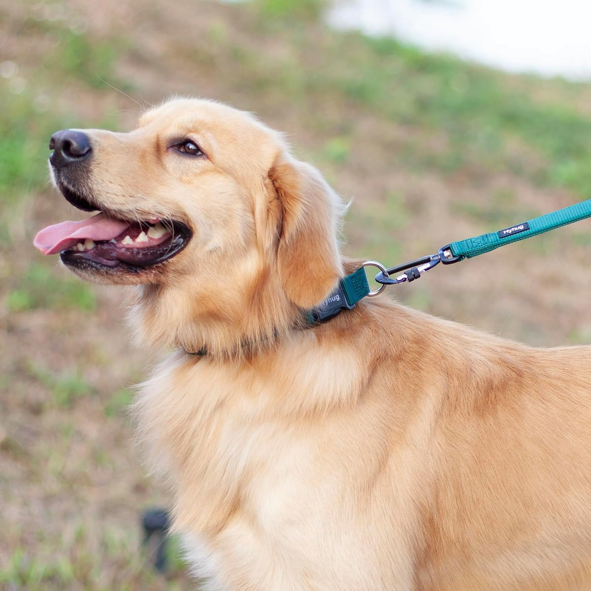 Hyhug Pets Solid Color Classic Regular Heavy Duty Basic Collar for Large Breeds Dogs Daily use