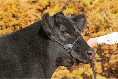 Weaver Livestock Leather Magic Show Cattle Halter, Adjustable, Modern Style Cow Calf Halter