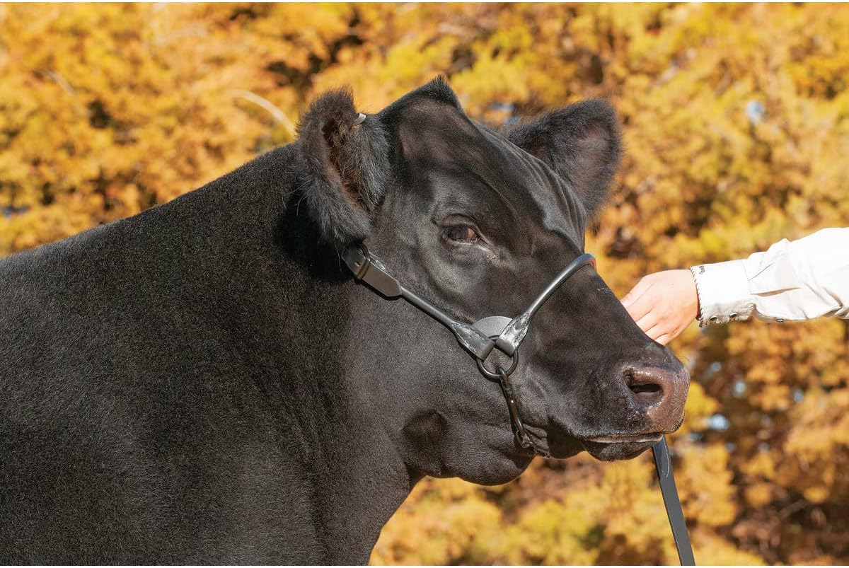 Weaver Livestock Leather Magic Show Cattle Halter, Adjustable, Modern Style Cow Calf Halter