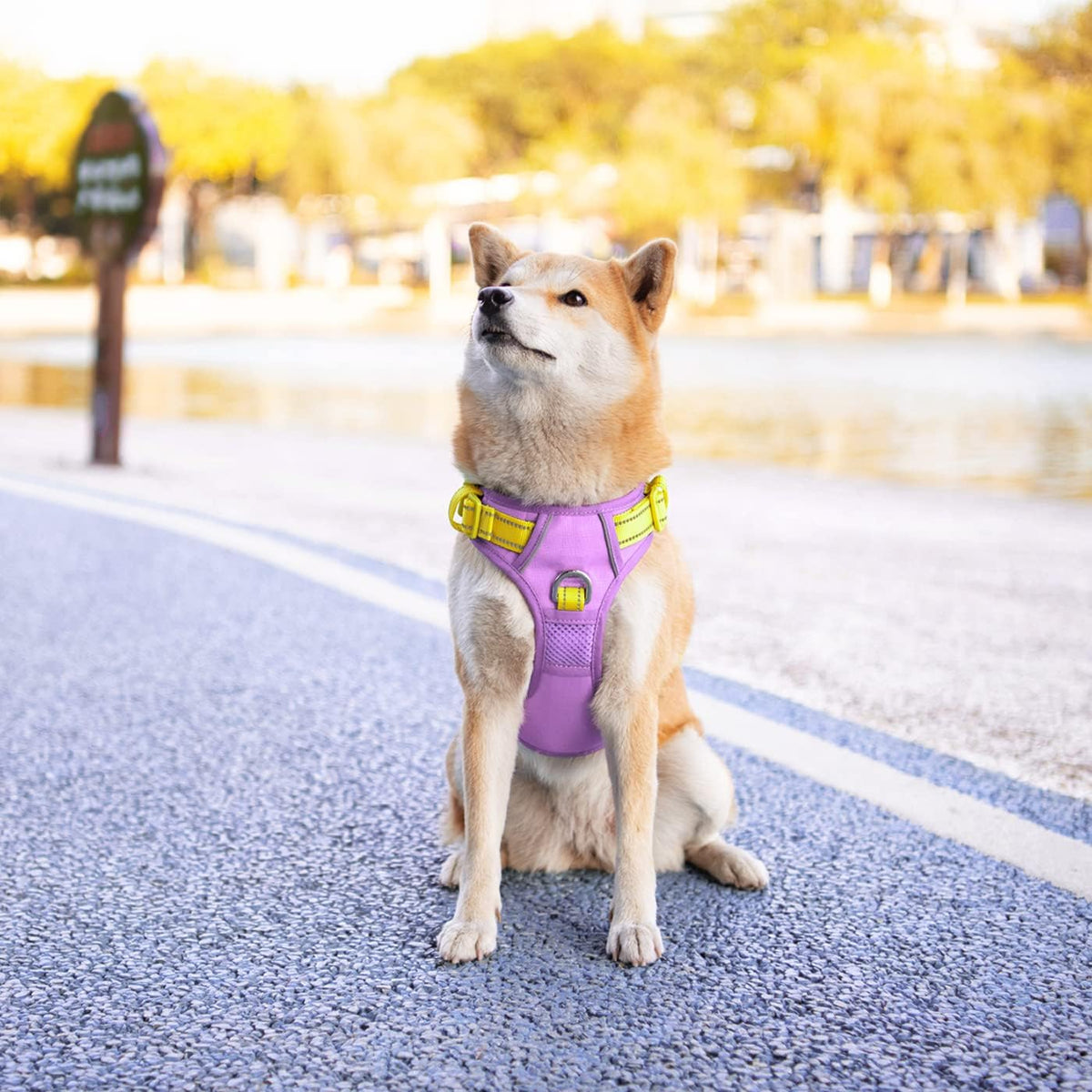 PHOEPET No Pull Dog Harness, Unique Colors Reflective Adjustable Dog Vest, with Soft Training