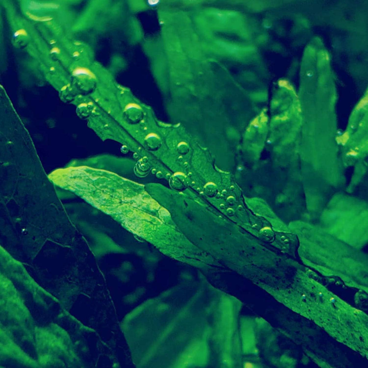30+ Stems Package Starter Beginner Set Live Aquarium Plants Java Moss, Micro Sword, Rosette Amazon