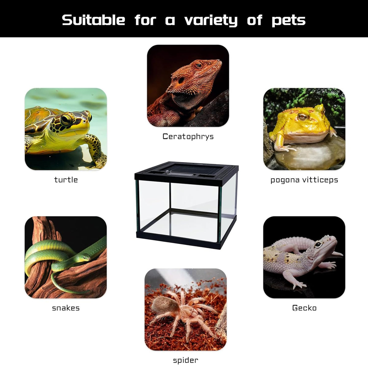 Mini Reptile Glass Terrarium Tank 8 * 8 * 6" Full View, Amphibians Box Habitat Enclosure Cage for