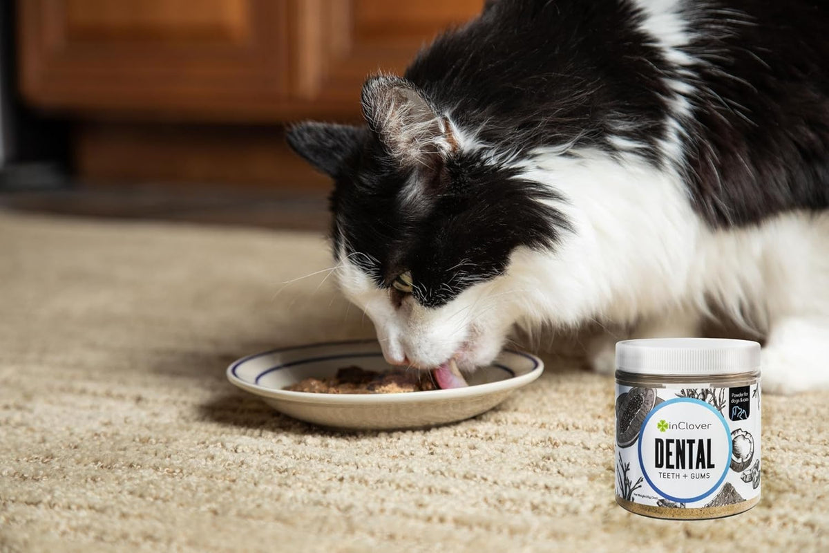 InClover Dog and Cat Dental Powder for Teeth Cleaning and Enamel and Gum Health, Natural Pet