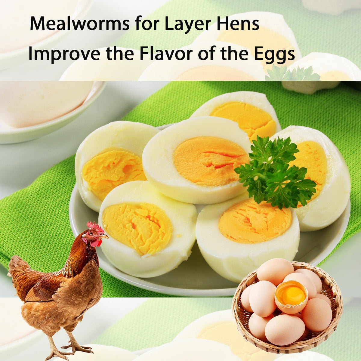 Dried Mealworms 5LB Pure Natural Non-GMO Mealworms for Chickens High Protein Chickens Feed Meal