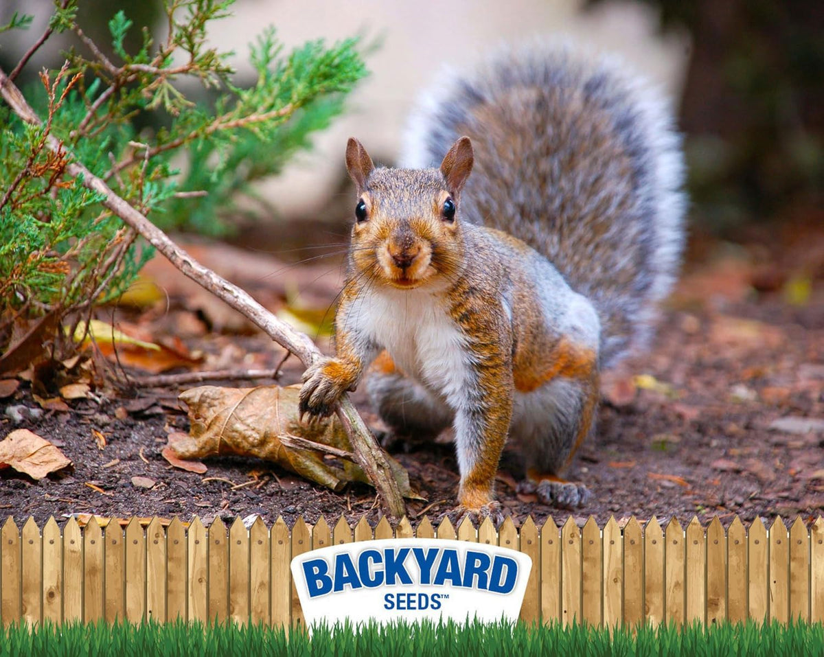 CountryMax Backyard Seeds Squirrel and Friends Wildlife Feed – 20 lb Non-GMO Mix for Squirrels