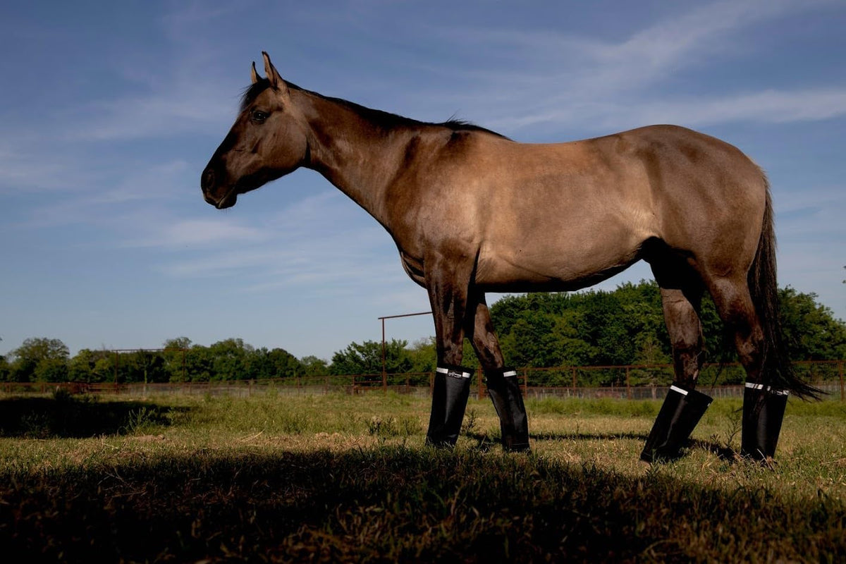 Warrior Fly Boots for Horses - Breathable Mesh Horse Boots for Fly Protection & Leg Comfort - Set