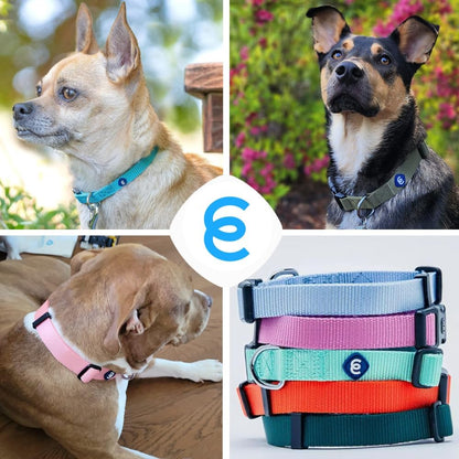 Blueberry Pet Essentials Neon Green Adjustable & Durable Large Dog Collar for Boys | Classic
