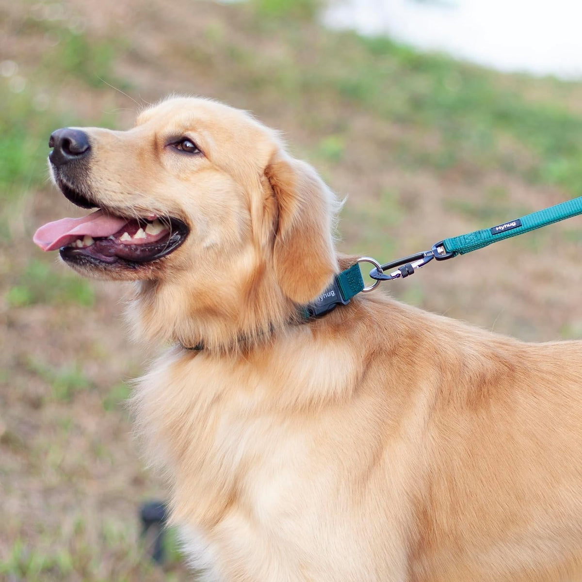 Hyhug Pets Solid Color Classic Regular Heavy Duty Basic Collar for Medium Dogs Daily Use, Unique