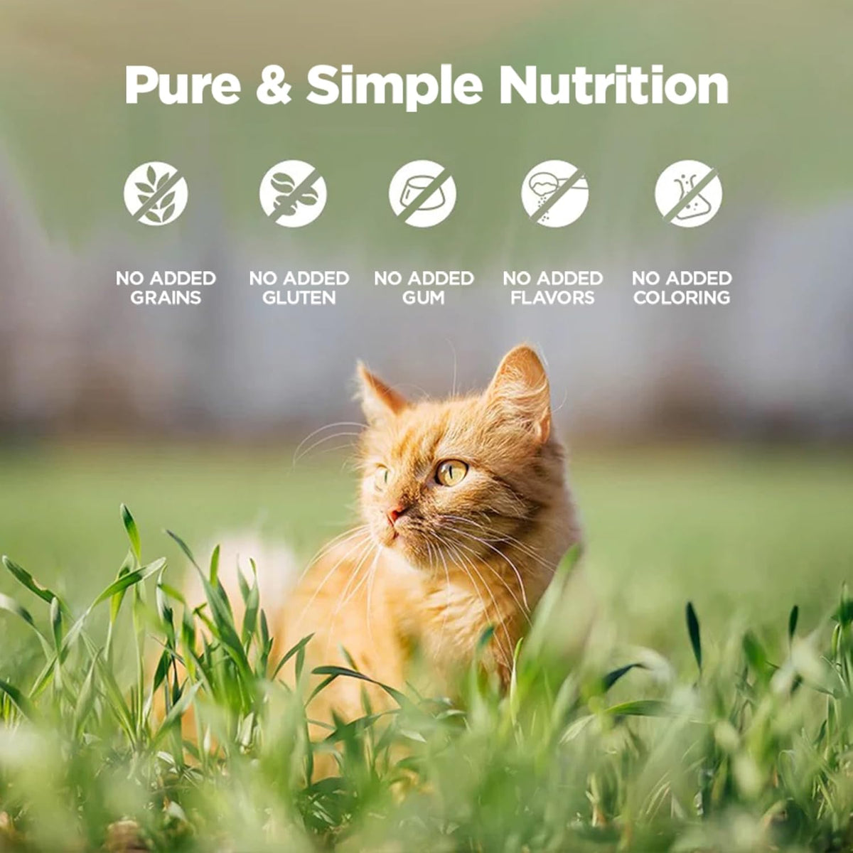 ZEAL New Zealand Wet Cat Food – High Protein, Grain-Free with Superfoods (Chicken, 3.17oz Can