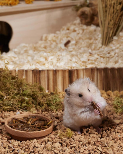 Niteangel Small Animal Snack & Treats - Small Critter Natural Treat for Dwarf Syrian Hamsters