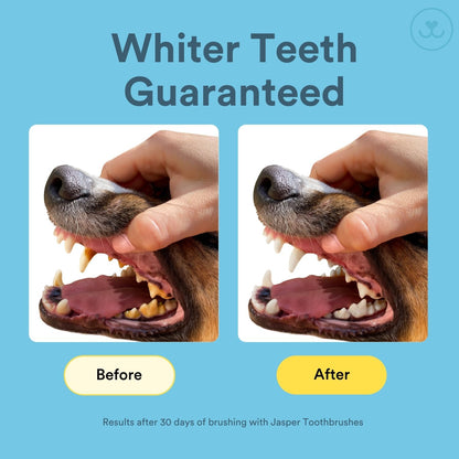 Jasper Dog Toothbrush, 360 Degree Pet Tooth Brushing Kit, Cat Toothbrush, Canine Dental Care &