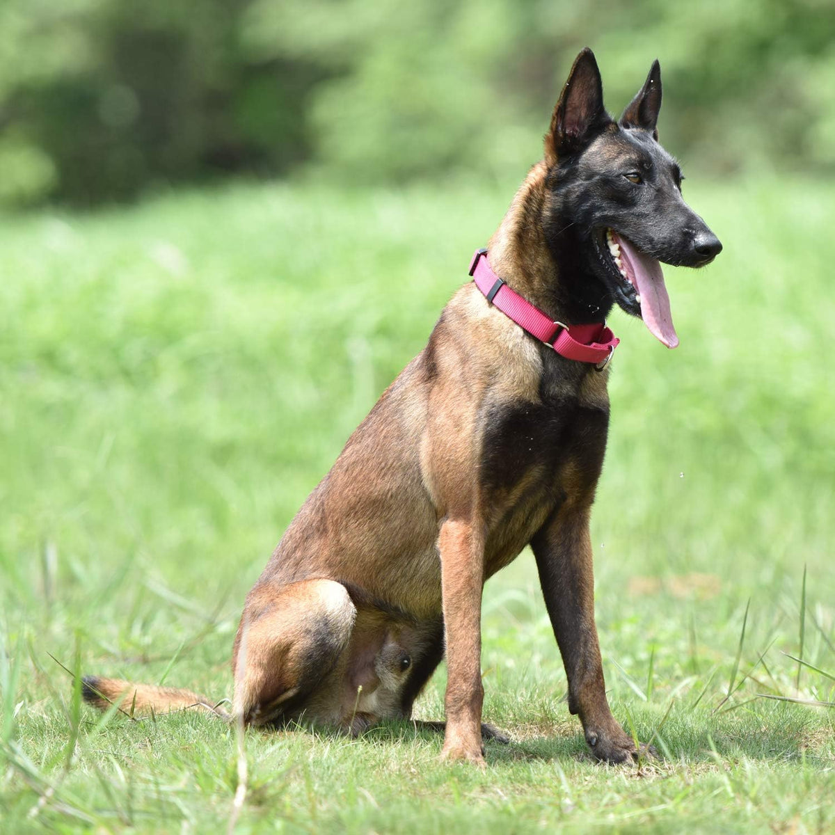 Hyhug Martingale Dog Collar Without Buckle: Anti Escape, No Slip Heavy - Duty Nylon, Colorfast &