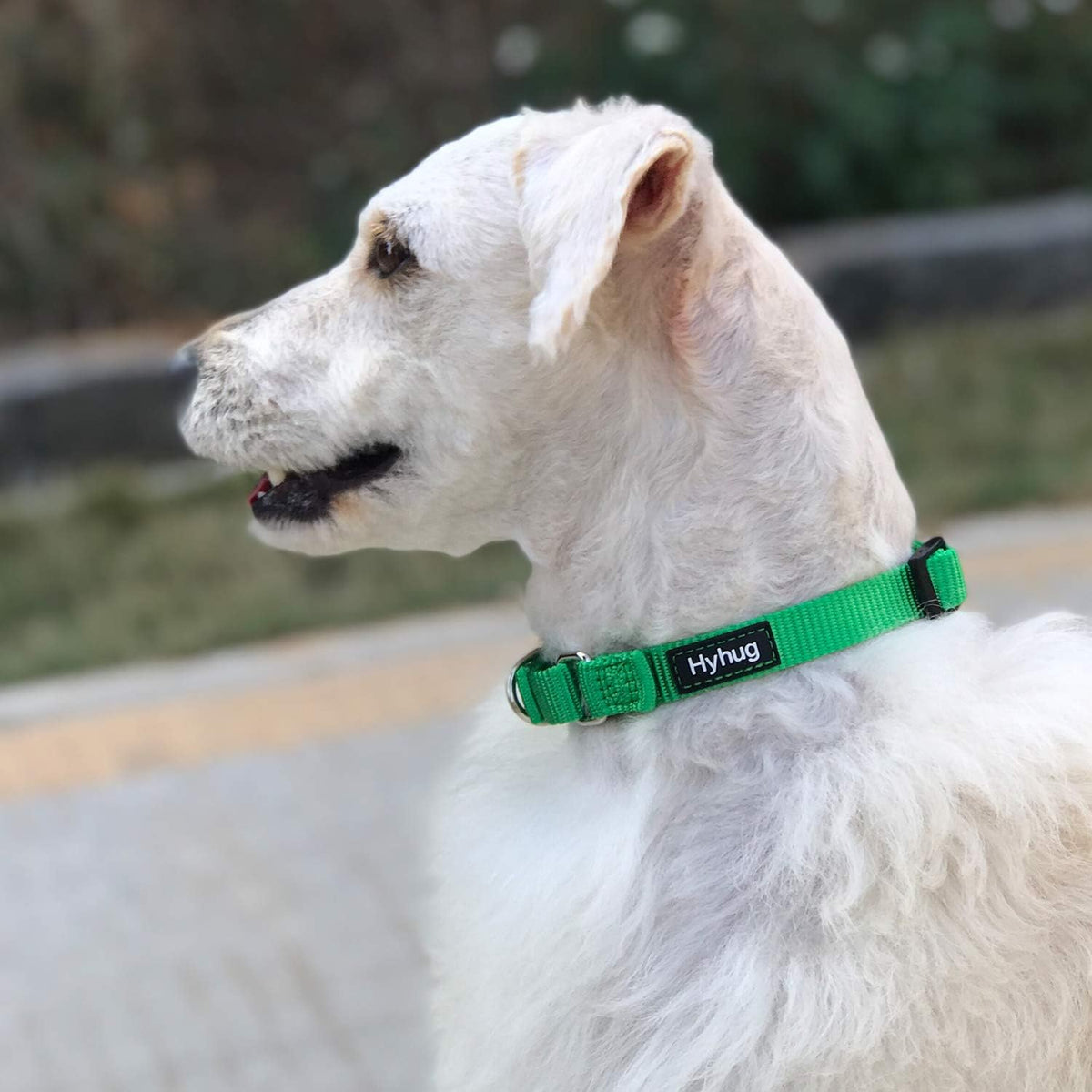 Hyhug Solid Color Nylon Martingale Collar, Heavy Duty Escape-Proof Pup Dog Collar. (Small, Lime