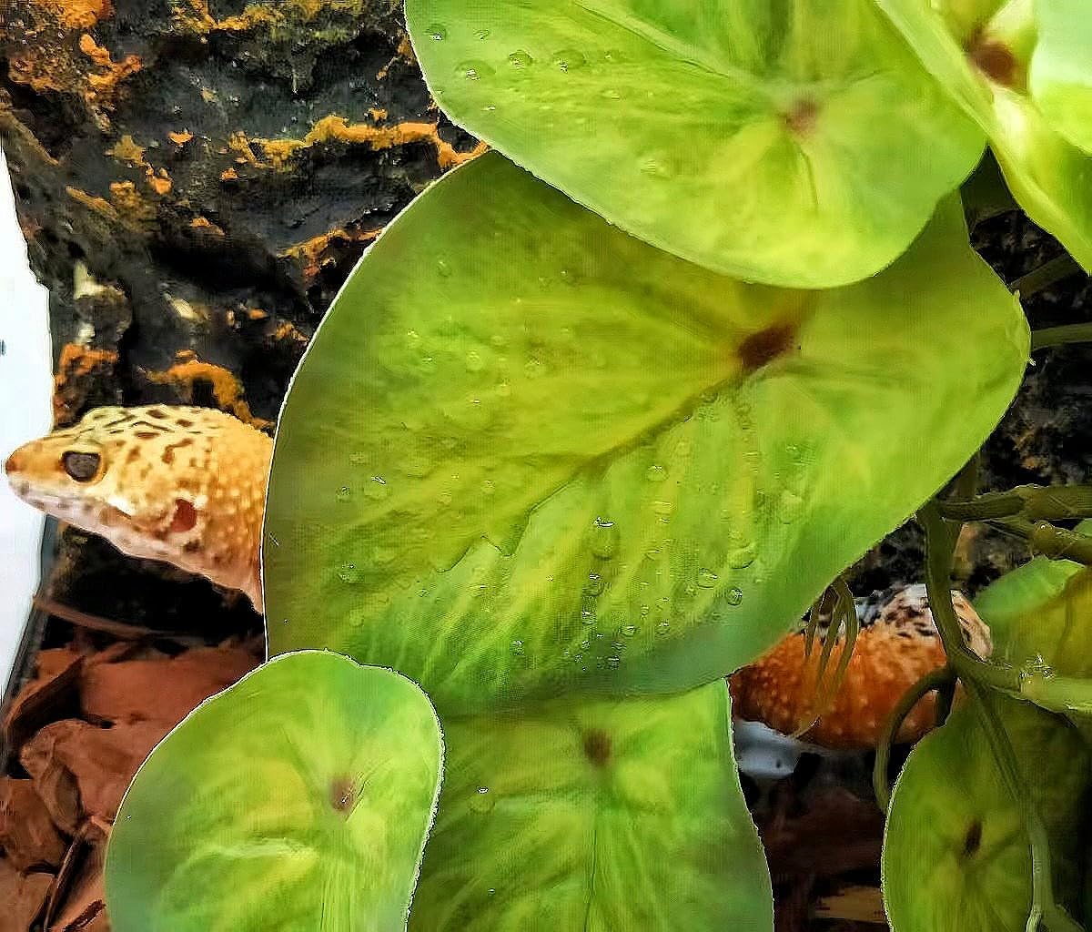 Reptile Plants for Terrarium Decor, Amphibian Habitat Decor, Snake Tank Accessories, Artificial