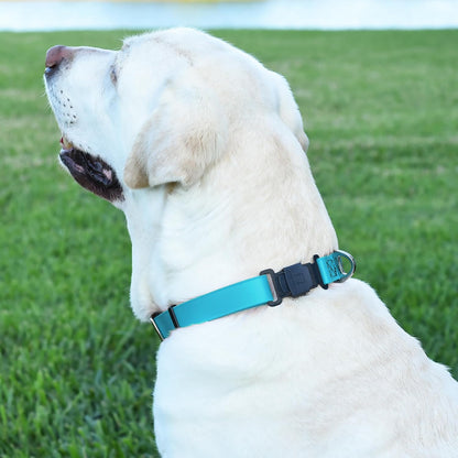 Dogline Biothane Waterproof Dog Collar with Herm Sprenger Stainless Steel Quick Release Buckle