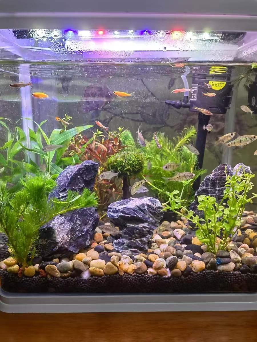 Aquarium Rocks Seiryu Stones Natural Hardscape Stone for Aquariums, Fish Tanks, Bonsai, Terrariums