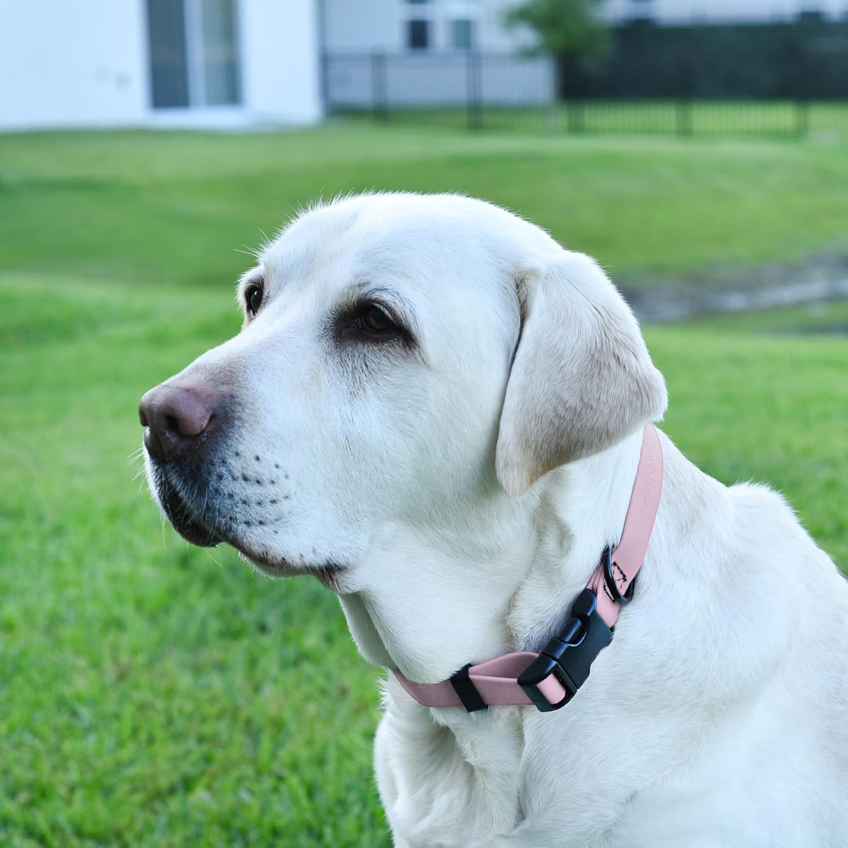 Dogline Biothane Waterproof Dog Collar with Quick Release Buckle Strong Coated Nylon Webbing with