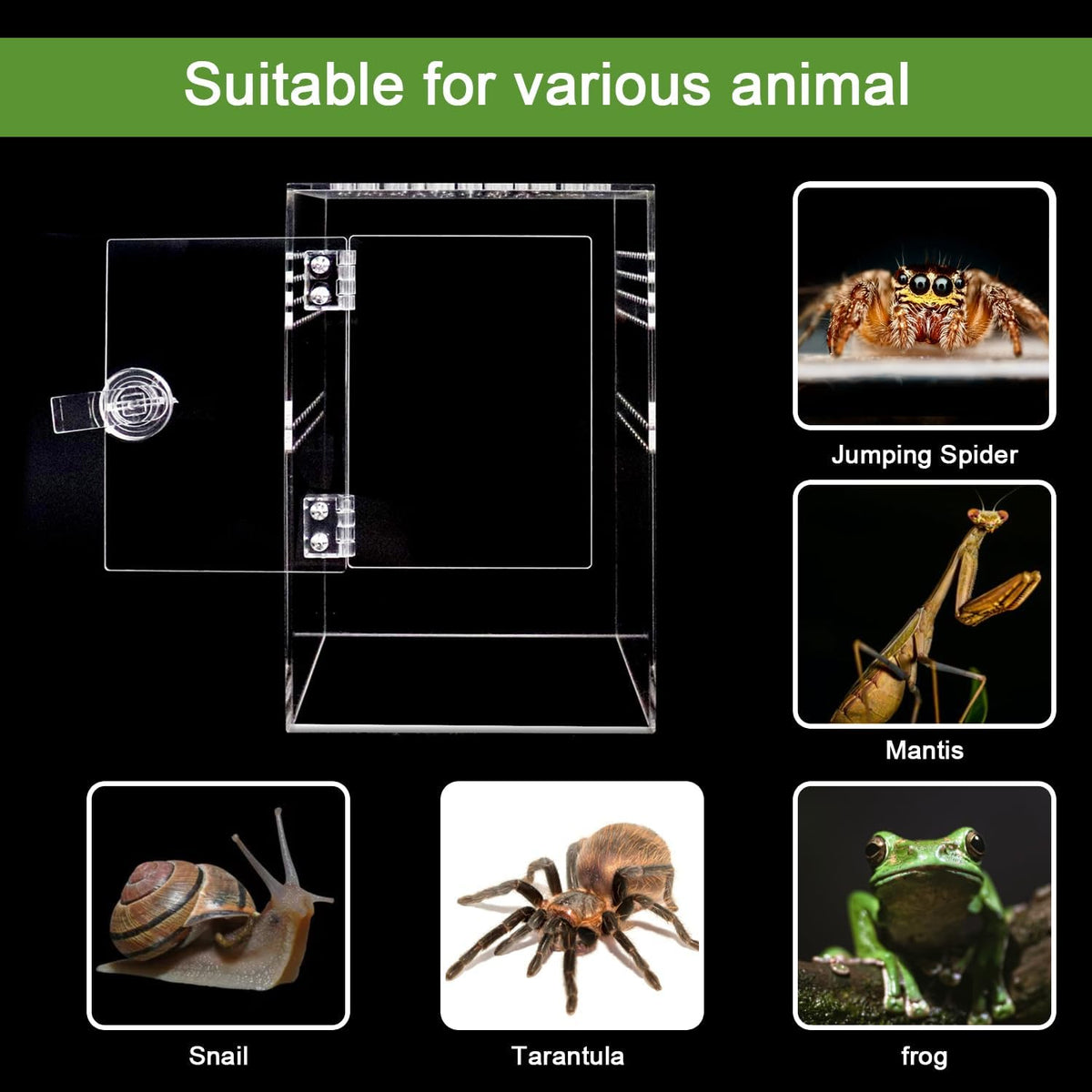 Spider Terrarium Kit, Jumping Spider Enclosure with Hideout, Rope Bridge, Ledge Ladder, Micro