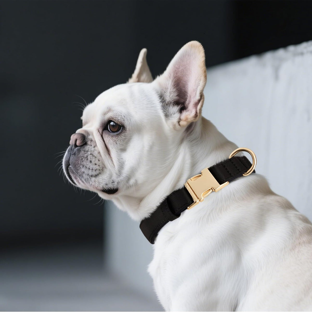 Didog Soft Padded Dog Collars for Small Dogs, Colorful and Durable Dog Collar with Quick Release