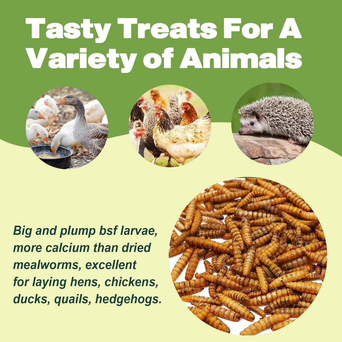20LB Dried Black Soldier Fly Larvae, 86X Calcium Than Dried Mealworms, High Protein Non-GMO Organic
