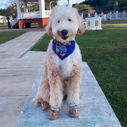 QUMY Dog Shoes for Large Dogs, Medium Dog Boots & Paw Protectors for Winter Snowy Day, Summer Hot