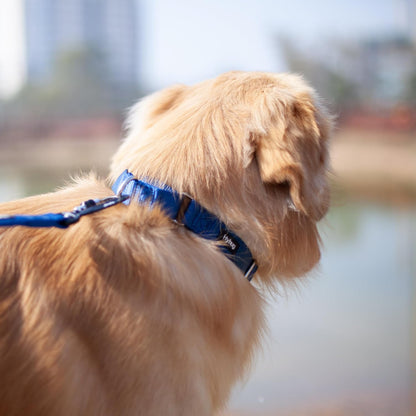 Hyhug Pets Premium Upgraded Durable Nylon Anti-Escape Martingale Collar for Boy and Girl Dogs Comfy