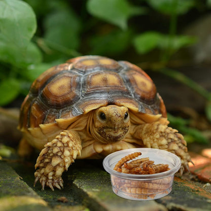 EBOOT 500 Pcs Gecko Food and Water Cups Small Plastic Feeder Cups Reptiles Accessories Reptile